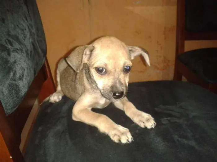 Cachorro raça Vira-lata idade 2 a 6 meses nome sem nome
