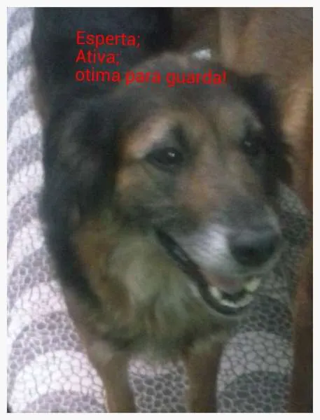 Cachorro ra a SRD idade 5 anos nome Mãe