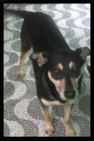 Cachorro raça SRD idade 3 anos nome Esmeralda