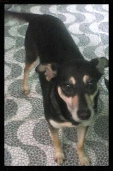 Cachorro ra a SRD idade 3 anos nome Esmeralda
