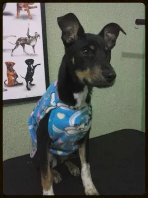 Cachorro raça SRD idade 7 a 11 meses nome Zeus