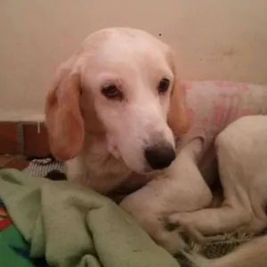 Cachorro raça SRD idade 6 ou mais anos nome Branca