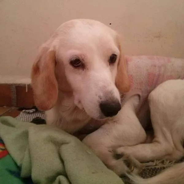 Cachorro ra a SRD idade 6 ou mais anos nome Branca