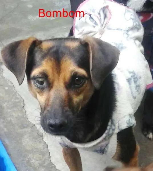 Cachorro ra a SRD idade 1 ano nome Bombom