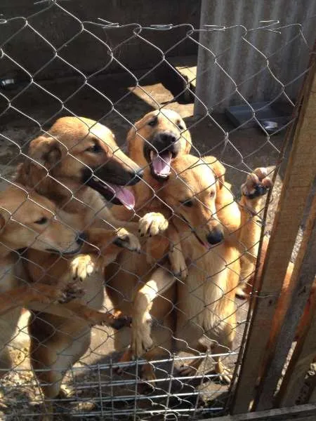 Cachorro ra a SRD idade 2 a 6 meses nome Filhotes mestiços G