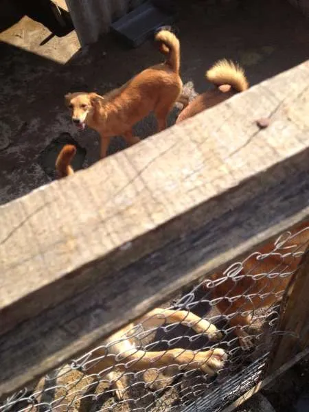 Cachorro ra a SRD idade 2 a 6 meses nome Filhotes mestiços G