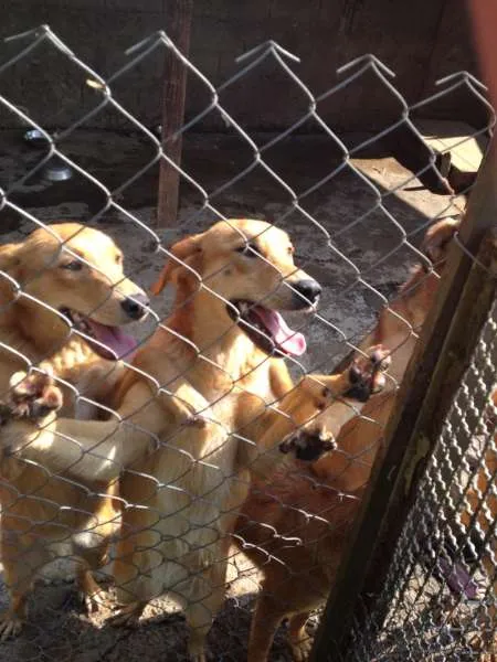 Cachorro ra a SRD idade 2 a 6 meses nome Filhotes mestiços G
