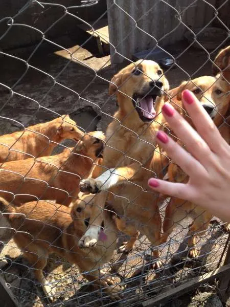 Cachorro ra a SRD idade 2 a 6 meses nome Filhotes mestiços G