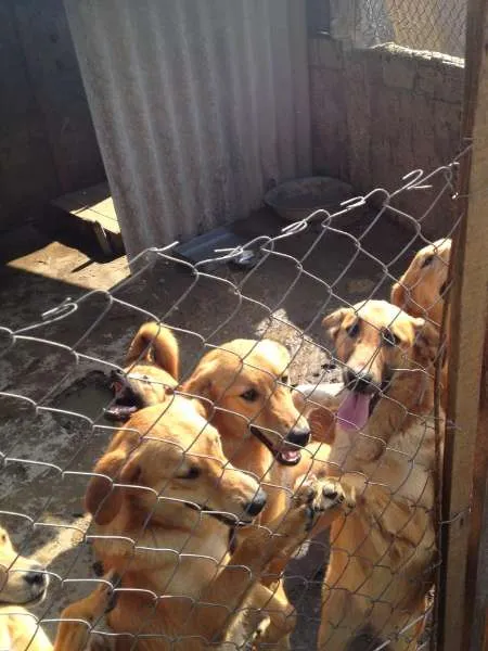 Cachorro ra a SRD idade 2 a 6 meses nome Filhotes mestiços G