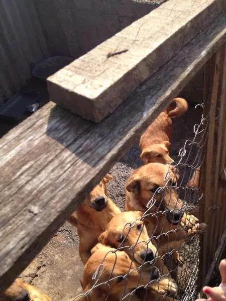 Cachorro ra a SRD idade 2 a 6 meses nome Filhotes mestiços G