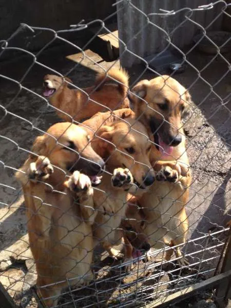 Cachorro ra a SRD idade 2 a 6 meses nome Filhotes mestiços G