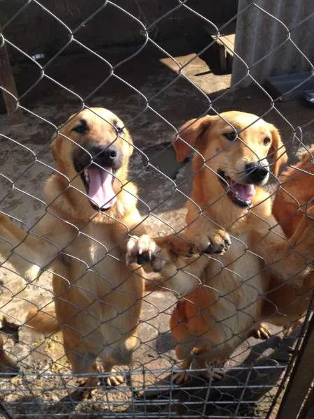 Cachorro ra a SRD idade 2 a 6 meses nome Filhotes mestiços G