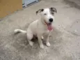 Snoopy