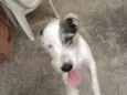 Snoopy