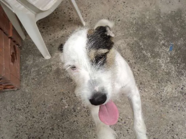 Cachorro ra a Fox Terrier idade 1 ano nome Snoopy