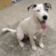 Snoopy