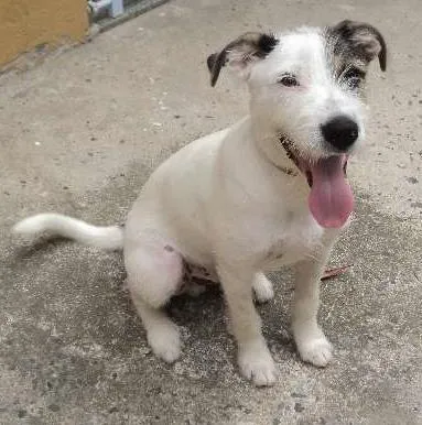 Cachorro ra a Fox Terrier idade 1 ano nome Snoopy