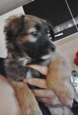 Cachorro raça srd idade 2 a 6 meses nome gordinha