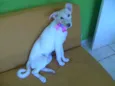 Pitu
