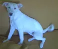 Pitu