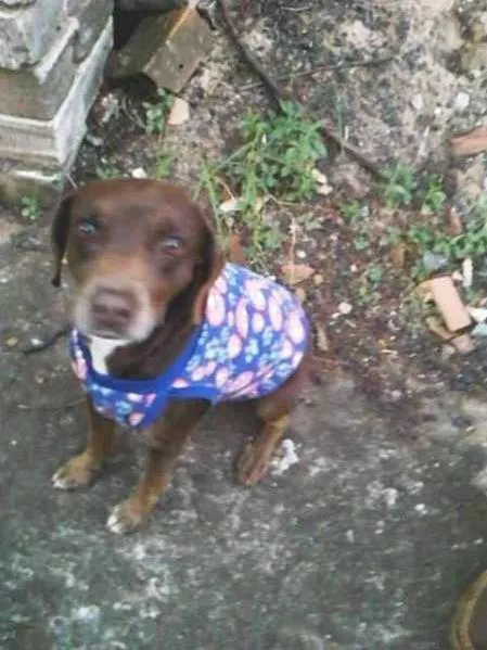 Cachorro ra a SRD idade 2 anos nome Sem nome