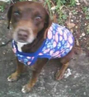 Cachorro raça SRD idade 2 anos nome Sem nome