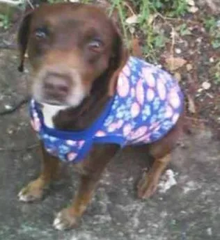 Cachorro ra a SRD idade 2 anos nome Sem nome