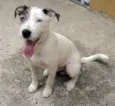 Snoopy