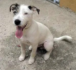 Cachorro raça Fox Terrier idade 1 ano nome Snoopy