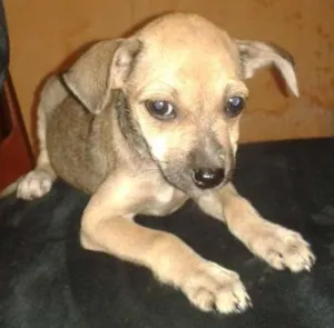 Cachorro raça Vira-lata idade 2 a 6 meses nome sem nome