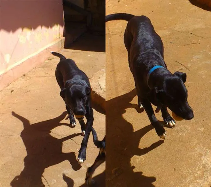 Cachorro ra a SRD idade 2 anos nome Lucky