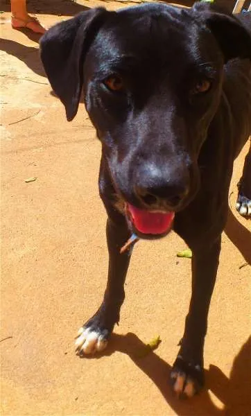 Cachorro ra a SRD idade 2 anos nome Lucky