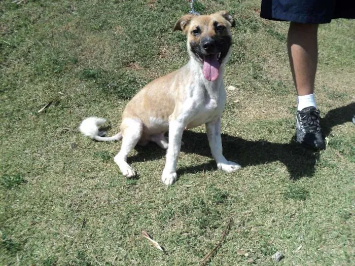 Cachorro ra a SRD idade 2 anos nome Funghi