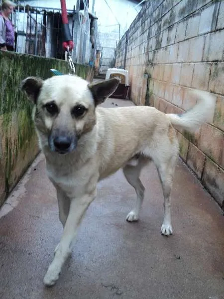 Cachorro ra a SRD idade 2 anos nome Fusca