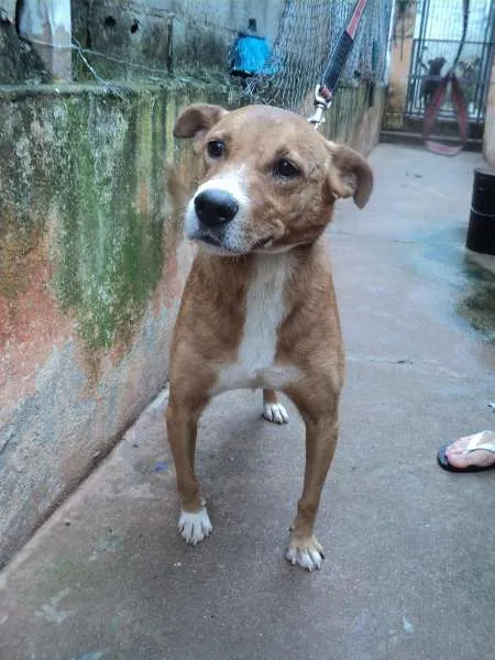 Cachorro raça SRD idade 2 anos nome Josh