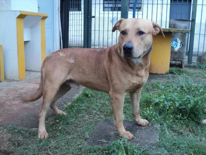 Cachorro ra a SRD idade 3 anos nome Cabeção