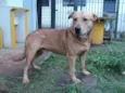 Cabeção