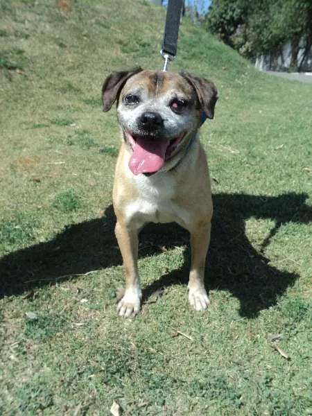 Cachorro raça SRD idade 6 ou mais anos nome Pulgão