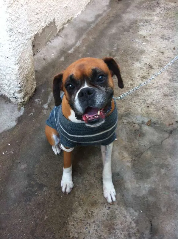 Cachorro ra a Boxer idade 5 anos nome Ramses