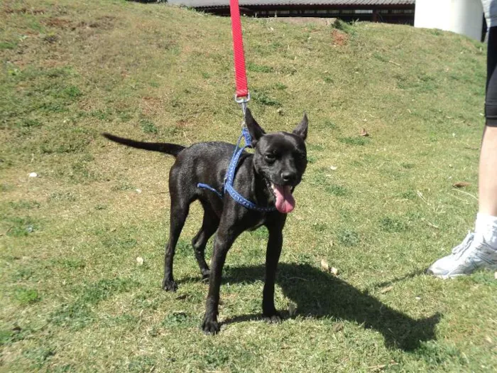 Cachorro ra a SRD idade 1 ano nome Blueberry