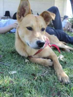Cachorro raça SRD idade 2 anos nome Champignon
