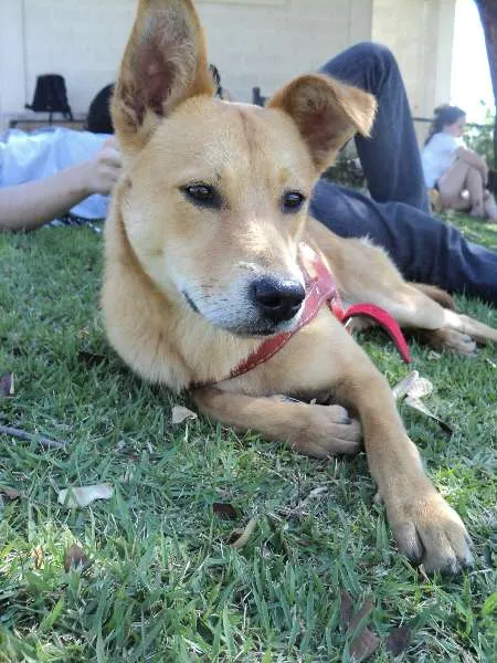 Cachorro ra a SRD idade 2 anos nome Champignon