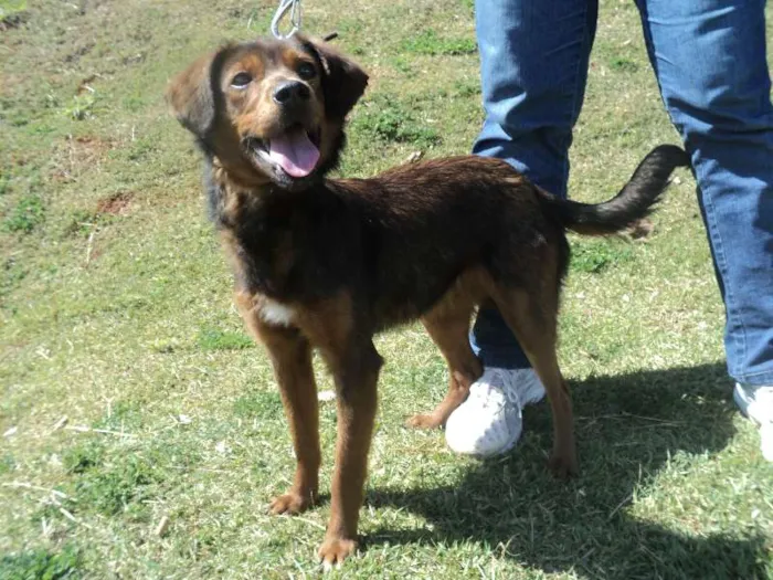 Cachorro ra a SRD idade 1 ano nome Cereja