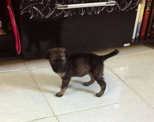 Cachorro ra a SRD idade Abaixo de 2 meses nome PALOMA