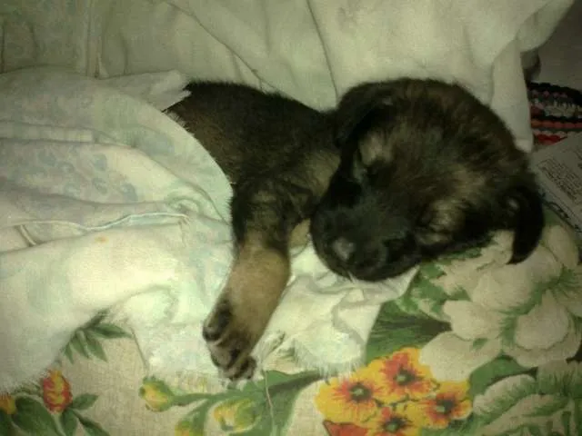 Cachorro ra a SRD idade Abaixo de 2 meses nome PALOMA