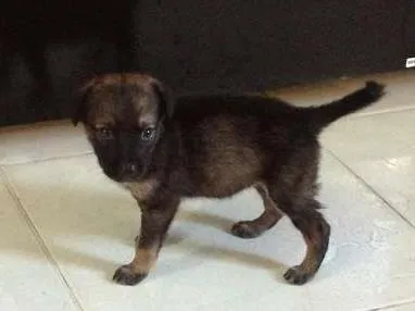 Cachorro ra a SRD idade Abaixo de 2 meses nome PALOMA