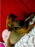 Fred e mel