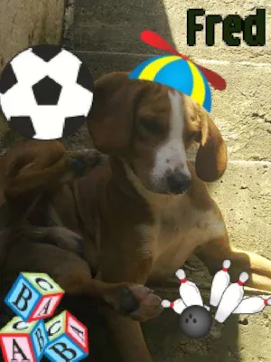 Cachorro raça Basset-Cofap idade 1 ano nome Fred e mel