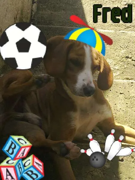 Cachorro ra a Basset-Cofap idade 1 ano nome Fred e mel