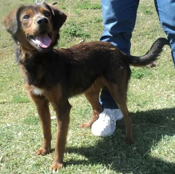 Cachorro ra a SRD idade 1 ano nome Cereja